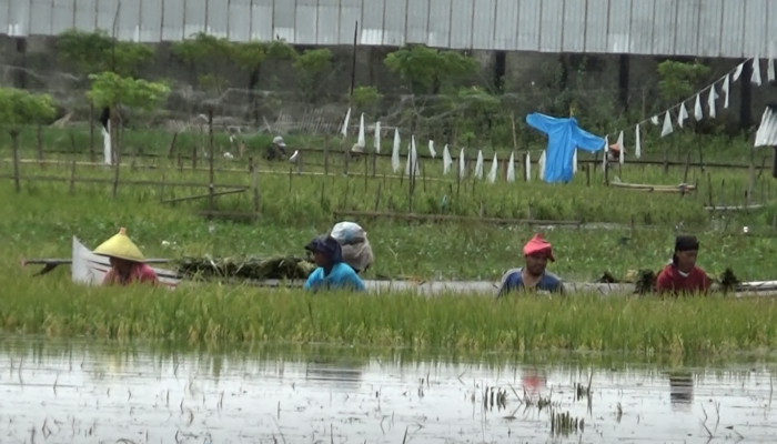 Panen Lebih Awal, Petani Di Gorontalo Rugi Puluhan Juta Rupiah