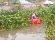 Antisipasi Banjir Warga Bergotong Royong Bersihkan Eceng Gondok