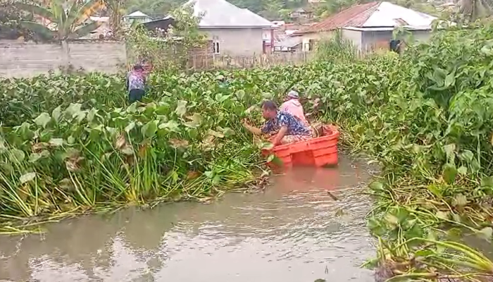 Antisipasi Banjir Warga Bergotong Royong Bersihkan Eceng Gondok