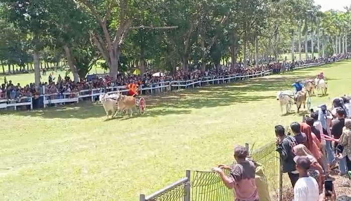 Lomba Pacuan Dan Karapan Sapi Meriahkan Festival Ketupat