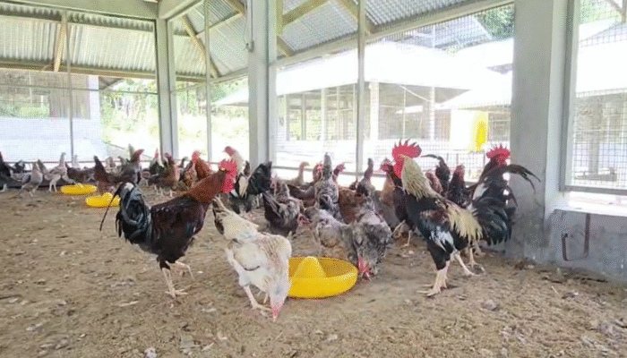 Produksi Bibit Ayam Jenis Janaka Mulai Dikembangkan