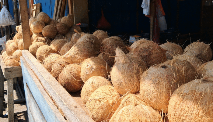 Banyak Diekspor ke China, Harga Kelapa Meroket di Gorontalo