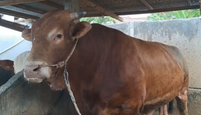 Sapi Warga Desa Mongolato Terpilih Menjadi Hewan Kurban Bantuan Presiden