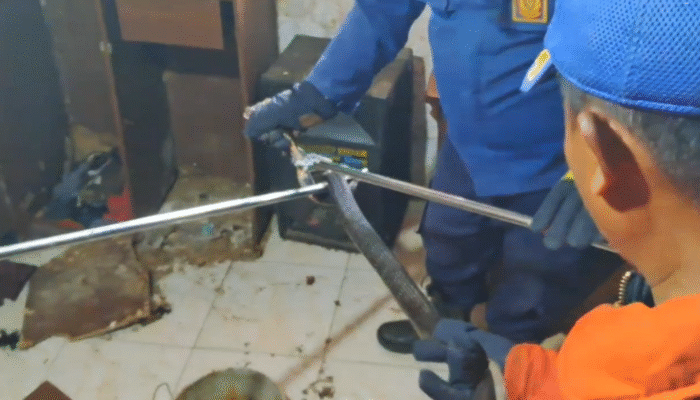 Damkar Evakuasi Ular Kobra yang Masuk ke Rumah Warga