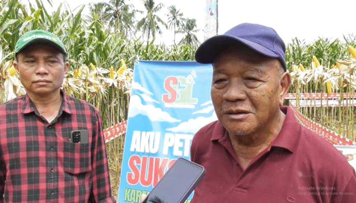 Panen Raya Lomaya Melimpah, Bukti Kehebatan Pupuk Organik G-Lite