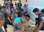 Masjid Al Adha XI Kelurahan Biawao Sembelih Hewan Kurban