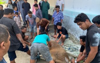 Masjid Al Adha XI Kelurahan Biawao Sembelih Hewan Kurban