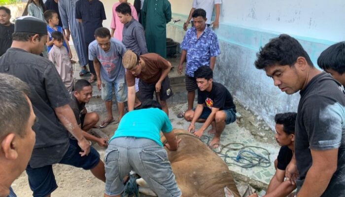 Masjid Al Adha XI Kelurahan Biawao Sembelih Hewan Kurban