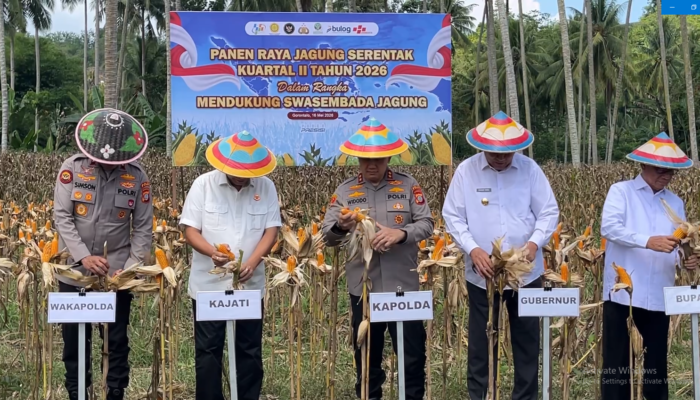 Panen Raya Serentak Kuartal II, Perkuat Produksi Jagung Nasional