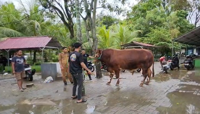 7 Sapi Kurban Bantuan Presiden untuk Gorontalo