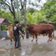 7 Sapi Kurban Bantuan Presiden untuk Gorontalo