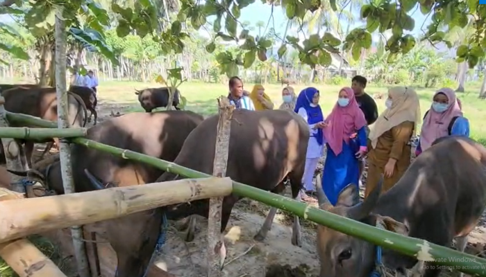 Jelang Idul Adha, Permintaan Sapi Kurban Melonjak