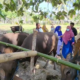 Jelang Idul Adha, Permintaan Sapi Kurban Melonjak