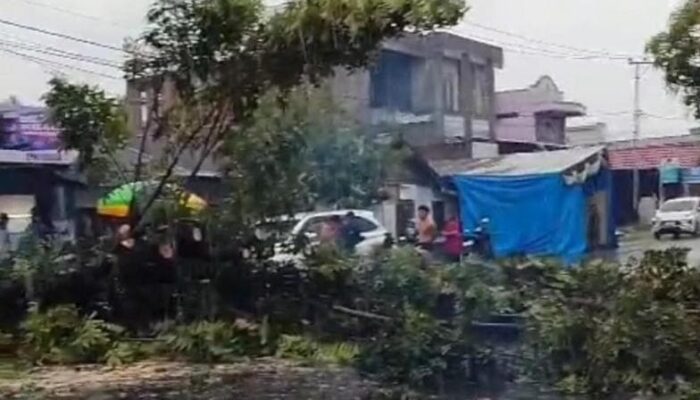 BPBD dan Lurah Limba UI Gercep Tangani Pohon Tumbang di Jalan Sam Ratulangi